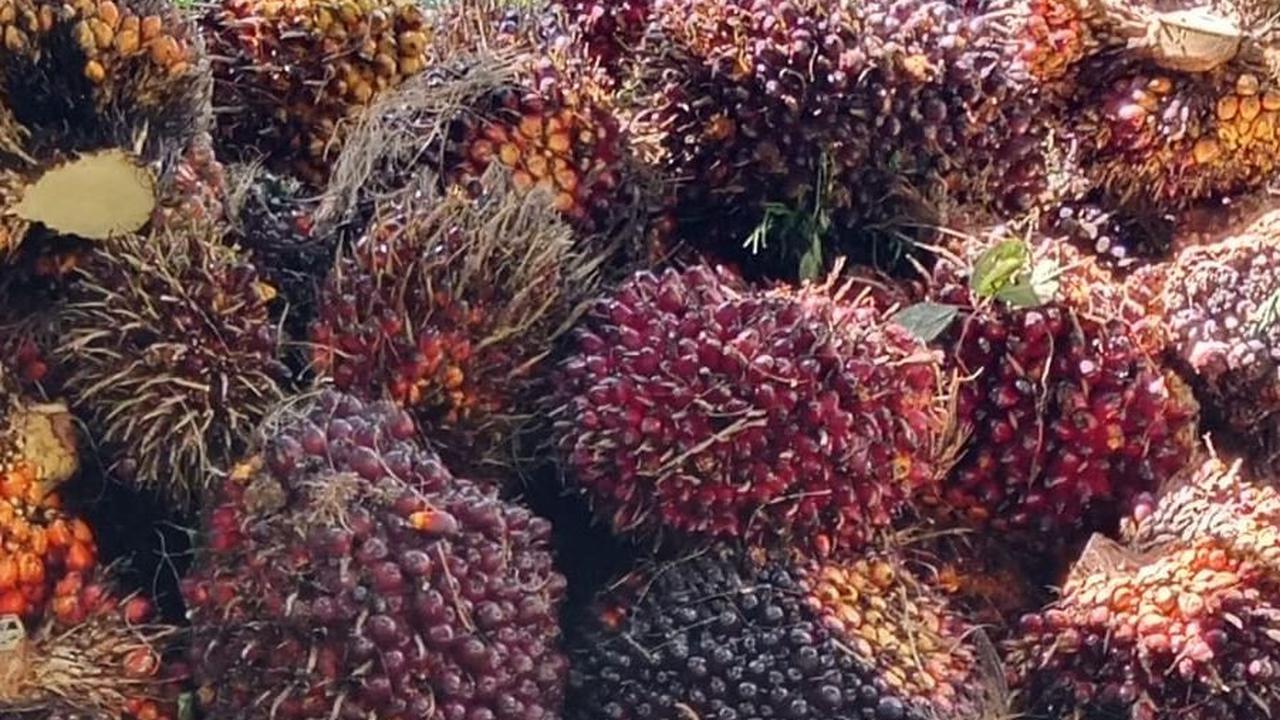 Perusahaan Kelapa Sawit Terbesar di Indonesia Milik Para Konglomerat