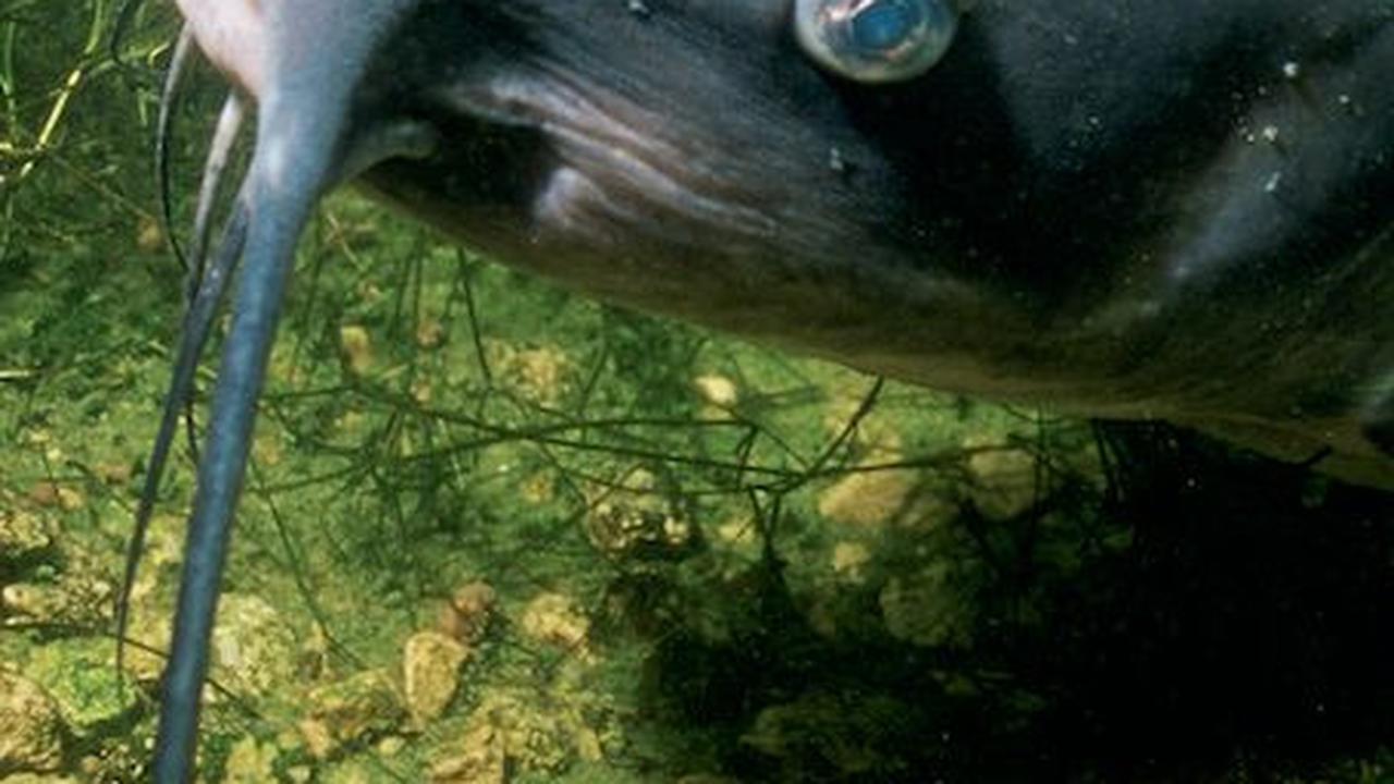 11. Ikan<br>