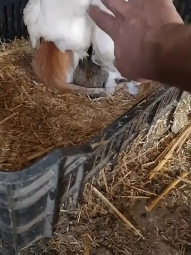 Viral Aksi Induk Ayam “Mengerami” Kucing Bikin Gemas Warganet