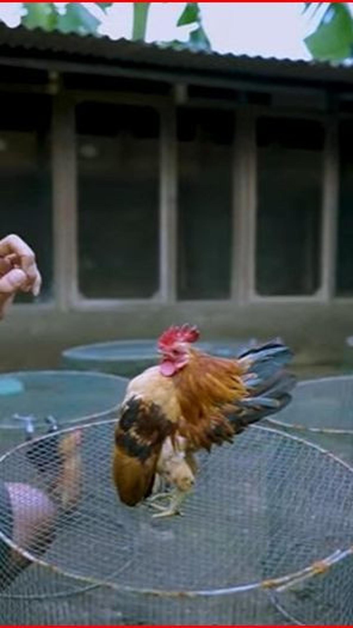 Ada banyak jenis ayam di dunia ini. Salah satunya ayam serama yang merupakan jenis ayam terkecil di dunia.