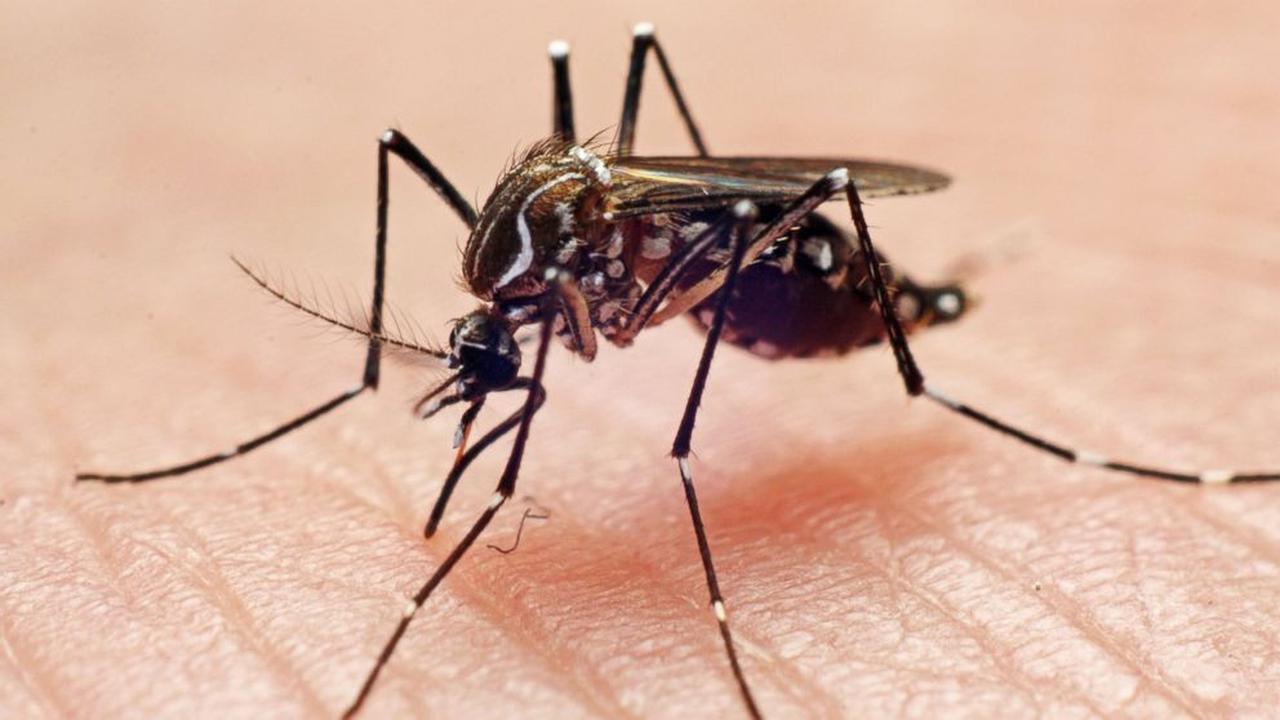 Chikungunya Virus Outbreak Hits China: Over 7,000 Cases Reported in Guangdong