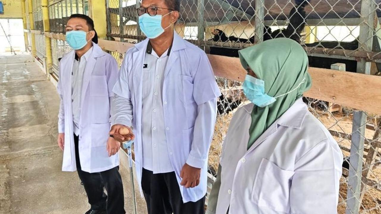 Fakta Menarik: Lapas Gorontalo Gandeng BRMP Kembangkan Peternakan Ayam Petelur untuk Ketahanan Pangan