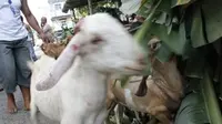 Pencuri ternak di Sulsel ternyata pamali curi kambing (Liputan6.com/ Eka Hakim)