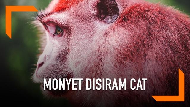 Berita Monyet Hari Ini Kabar Terbaru Terkini Liputan6 com