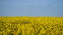 <p>Ladang bunga canola berwarna kuning keemasan yang mekar dan langit biru di Lellinge dekat Koege, Denmark timur, pada 15 Mei 2022. Lanskap tersebut terlihat menyerupai warna bendera nasional Ukraina yang berwarna biru dan kuning. (Mads Claus Rasmussen / Ritzau Scanpix / AFP)</p>