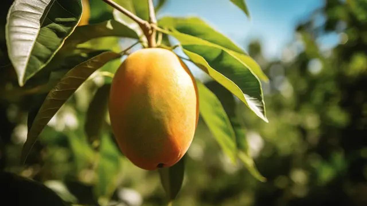 7 Manfaat Minum Teh Daun Mangga, Salah Satunya Mengontrol Kadar Gula Darah