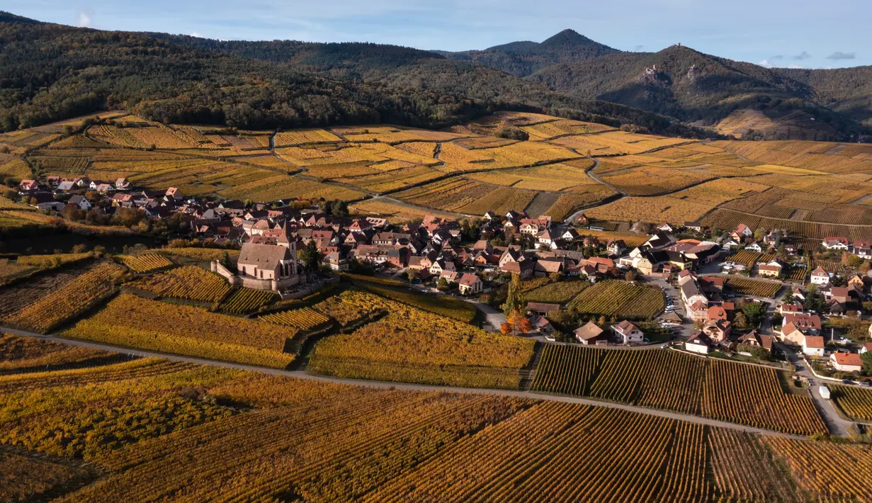 Pemandangan udara desa Hunawihr, Prancis, dengan gereja Saint-Jacques-le-Majeur (kiri) dan dikelilingi kebun anggur Alsace pada musim gugur, 26 Oktober 2021. Saat memasuki pertengahan bulan Oktober, daun-daun akan berubah warna menyajikan pemandangan musim gugur yang memesona (SEBASTIEN BOZON / AFP)
