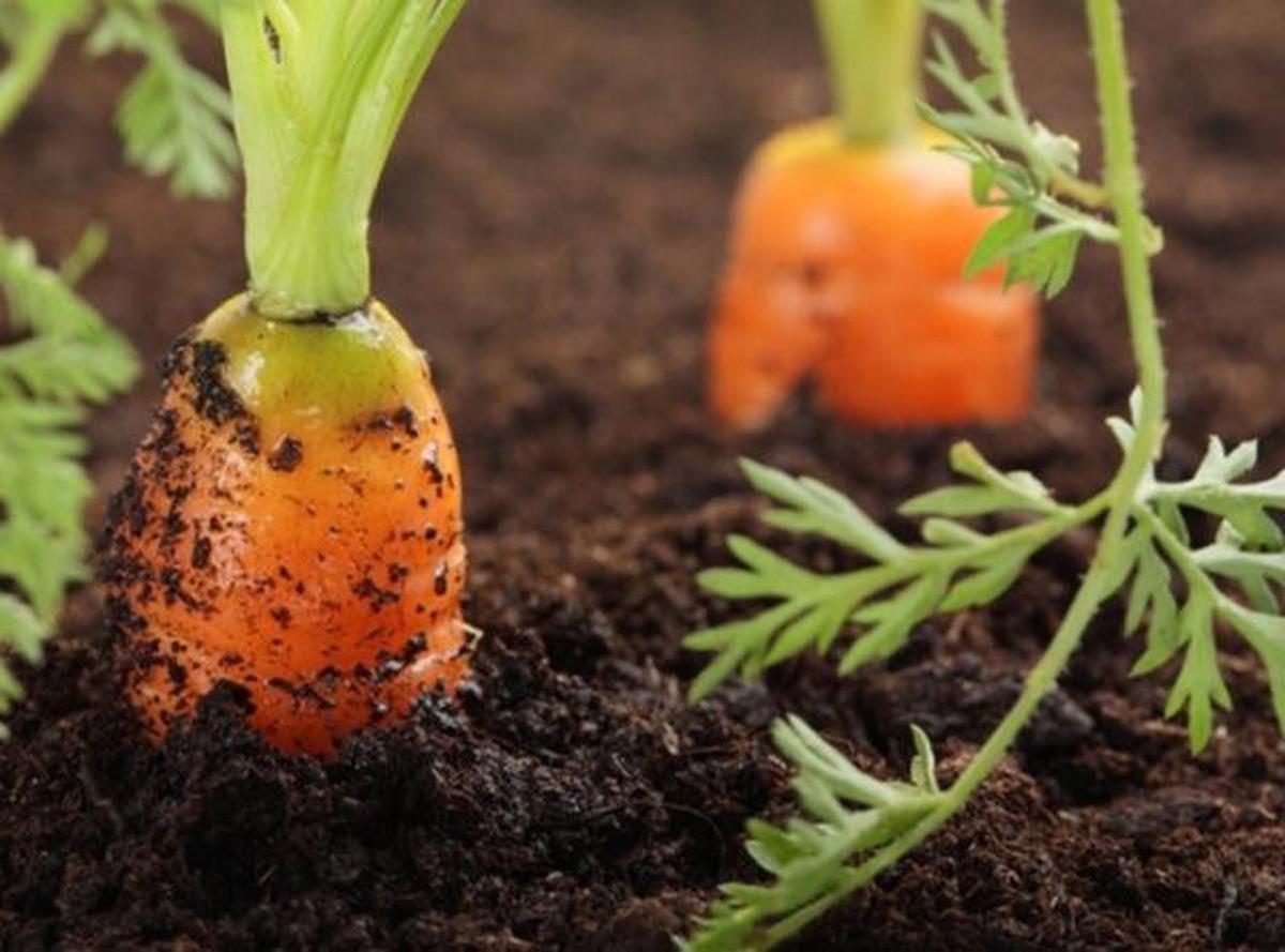 8 Tanaman Sayur yang Rentan Mati Saat Musim Hujan, Wajib Diperhatikan