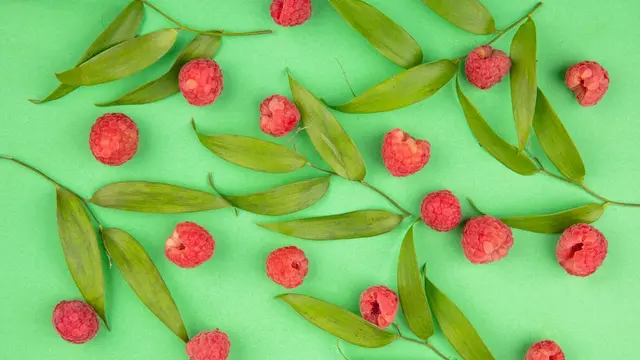 daun raspberry yang memiliki manfaat rahasia untuk pereda nyeri haid