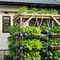 7 Ide Kebun Sayur dari Galon Bekas untuk Belakang Rumah Subsidi Ukuran 2x3 Meter yang Praktis