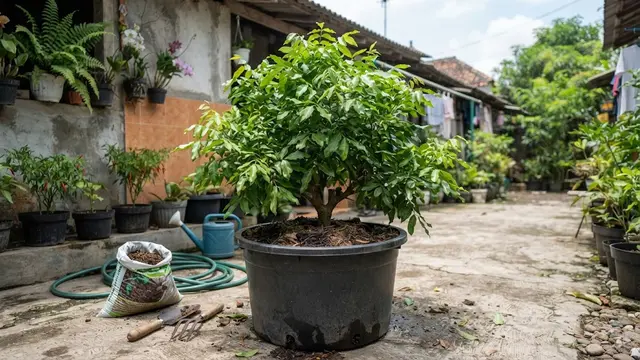 Perawatan Pohon Kelengkeng Pendek