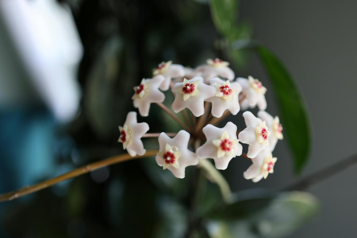 Hoya Carnosa