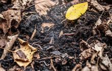 7 Cara Membuat Kompos Daun untuk Pohon Buah agar Tumbuh Subur dan Rajin Berbuah