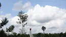 Sebuah helikopter menumpahkan air untuk memadamkan api saat simulasi kebakaran di Tanjungjabung Barat, Jambi, Kamis (3/4). APP Sinarmas alokasikan US 3,8 juta dolar untuk penanggulangan kebakaran selama Asian Games 2018. (Liputan6.com/Angga Yuniar)