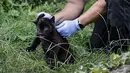 Seorang dokter hewan bersiap untuk memvaksinasi jaguar yang baru lahir di kebun binatang Crecy-la-Chapelle yang juga dikenal sebagai "Parrot World" di Crecy-la-Chapelle, Rabu (7/8/2024). (STEPHANE DE SAKUTIN / AFP)