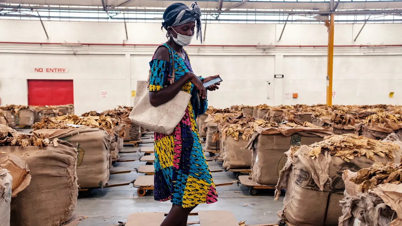 FOTO: Musim Penjualan Tembakau di Zimbabwe Terdampak Pandemi COVID-19