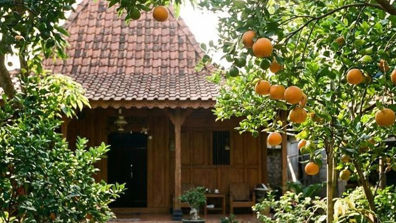 Buah Apa yang Cocok Ditanam di Halaman Belakang? Berikut 10 Tanaman Favorit Keluarga