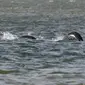 Sosok Diduga Loch Ness Kembali Tertangkap Kamera dan Lebih Nyata