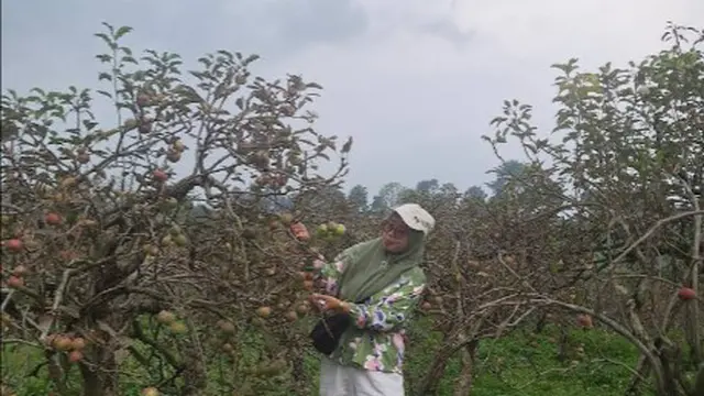 Mandiri Apple Picking Tourism (Google Maps -  Mandiri Apple Picking Tourism)