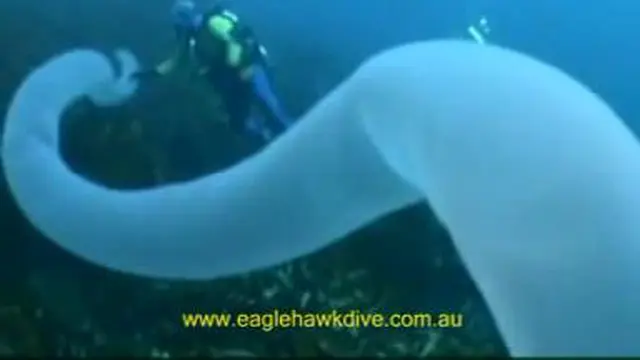 Waduh, besarnya ukuran cacing laut raksasa ini.