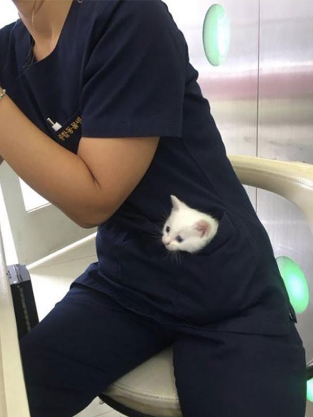 10 Potret Menggemaskan Kucing Tidur di Tempat Tak Biasa