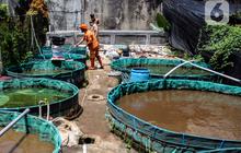 Mengenal Teknologi Bioflok untuk Budidaya Ikan, Cuaca Buruk Tak Lagi Jadi Halangan
