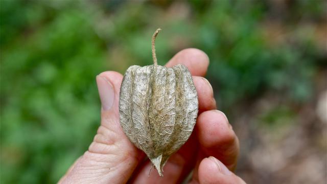 [Bintang] Sering Tak Dianggap, Ternyata Daun Ciplukan Bisa Jadi Obat