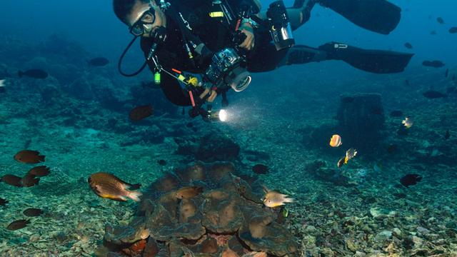 5 Surga Bawah Laut di Indonesia yang Jadi Spot Diving Paling Seru