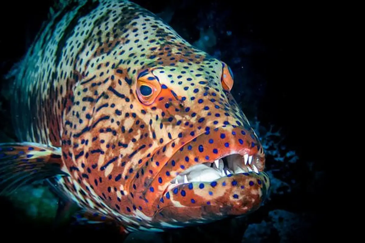 Ichthyophobia, Ketika Manusia Takut Ikan