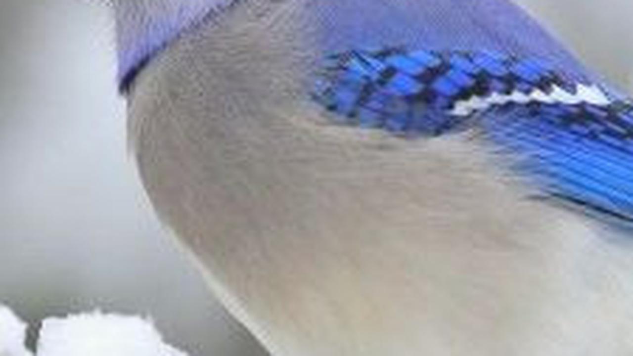 7. Burung Jay Biru<br>