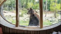 Menginap di Tengah Kebun Binatang Terbaik di Eropa, Pagi-Pagi Bisa Dibangunkan Beruang