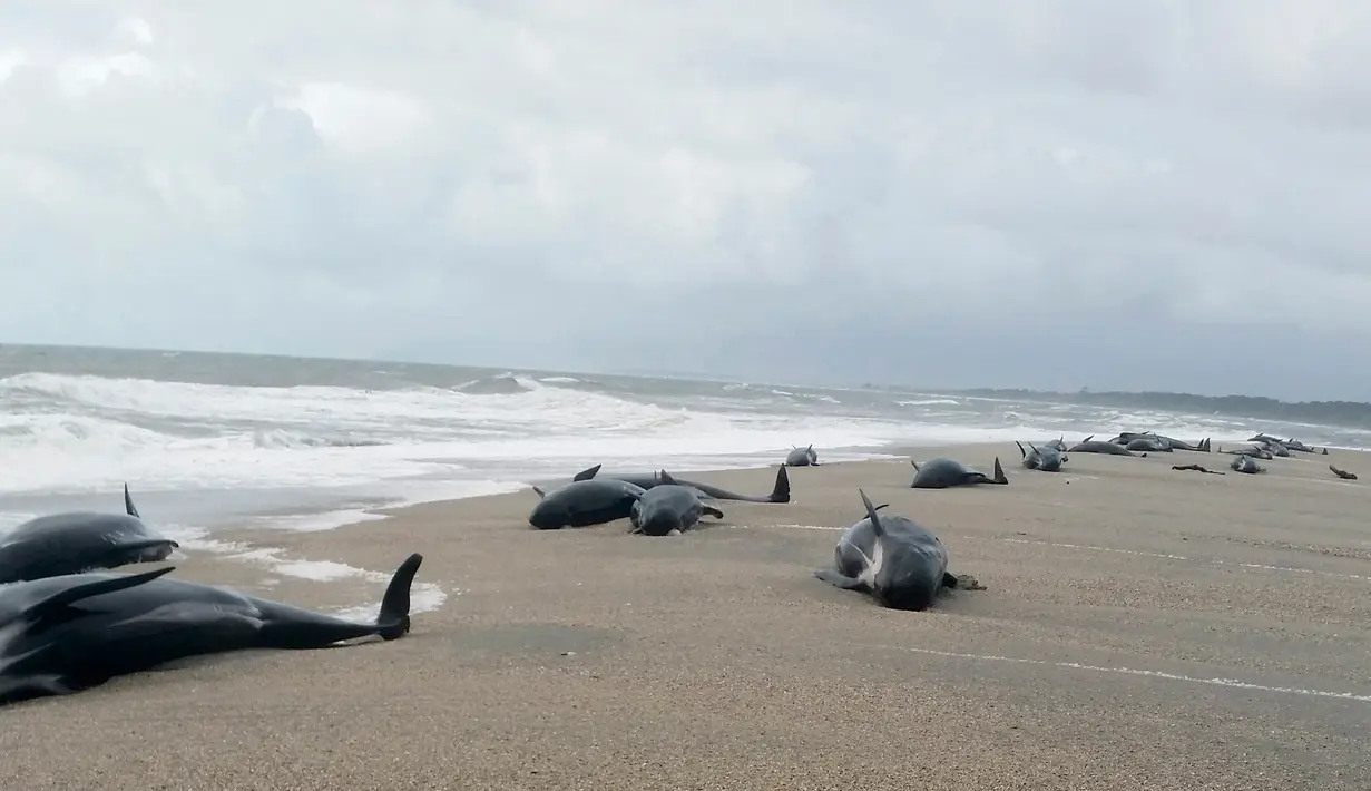 Paus pilot terdampar di Haast, pantai barat Pulau Selatan Selandia Baru, Kamis (5/4). Departemen Konservasi Selandia Baru mengatakan 38 paus pilot ditemukan terdampar di mulut Sungai Okuru, selatan Haast. (New Zealand Department of Conservation via AP)