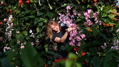 Petugas menata tanaman anggrek selama pratinjau pers festival tahunan anggrek di Kew Gardens, London, Kamis (7/2). Tim yang terdiri dari pakar hortikultura memerlukan waktu 30 hari untuk memasang 6.200 anggrek dalam festival ini. (AP/Alastair Grant)