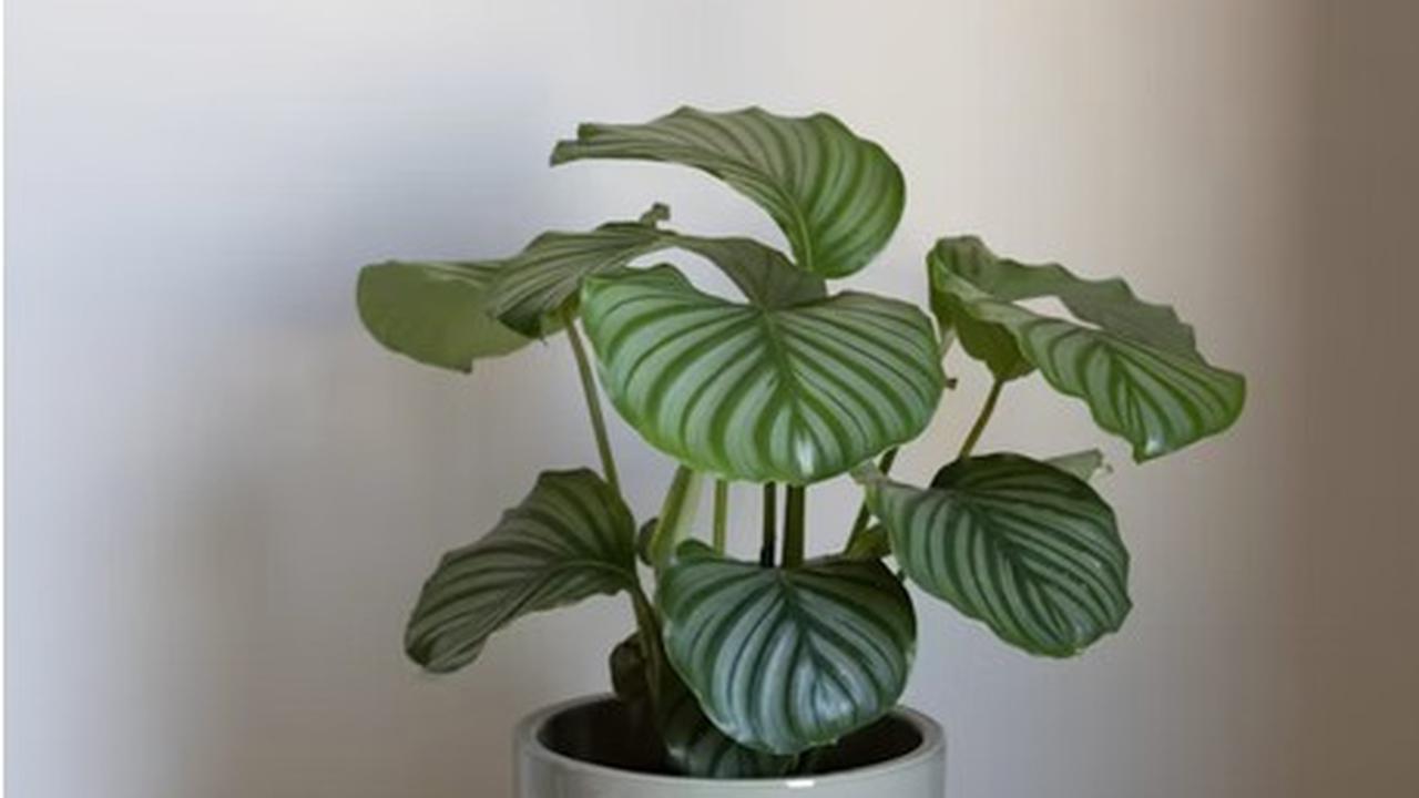 Calathea Orbifolia