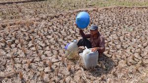 Warga Bertahan dari Kubangan Bekas Sawah di Tengah Kekeringan