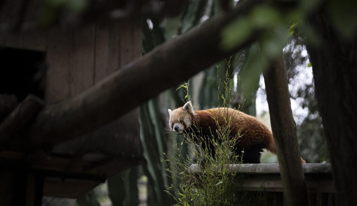 Panda merah termasuk dalam 'salah satu spesies yang paling terancam punah di dunia' dengan perkiraan populasi kurang dari 10.000 ekor. (CARLOS COSTA / AFP)
