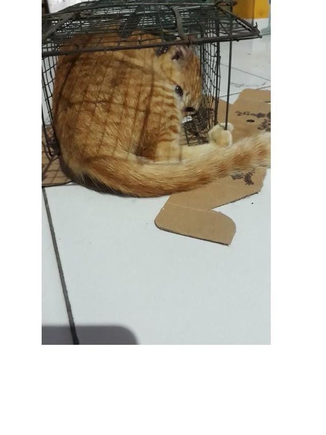 10 Potret Kucing Memaksa Masuk Kardus Ini Bikin Gemas, Enggak Sadar Ukuran