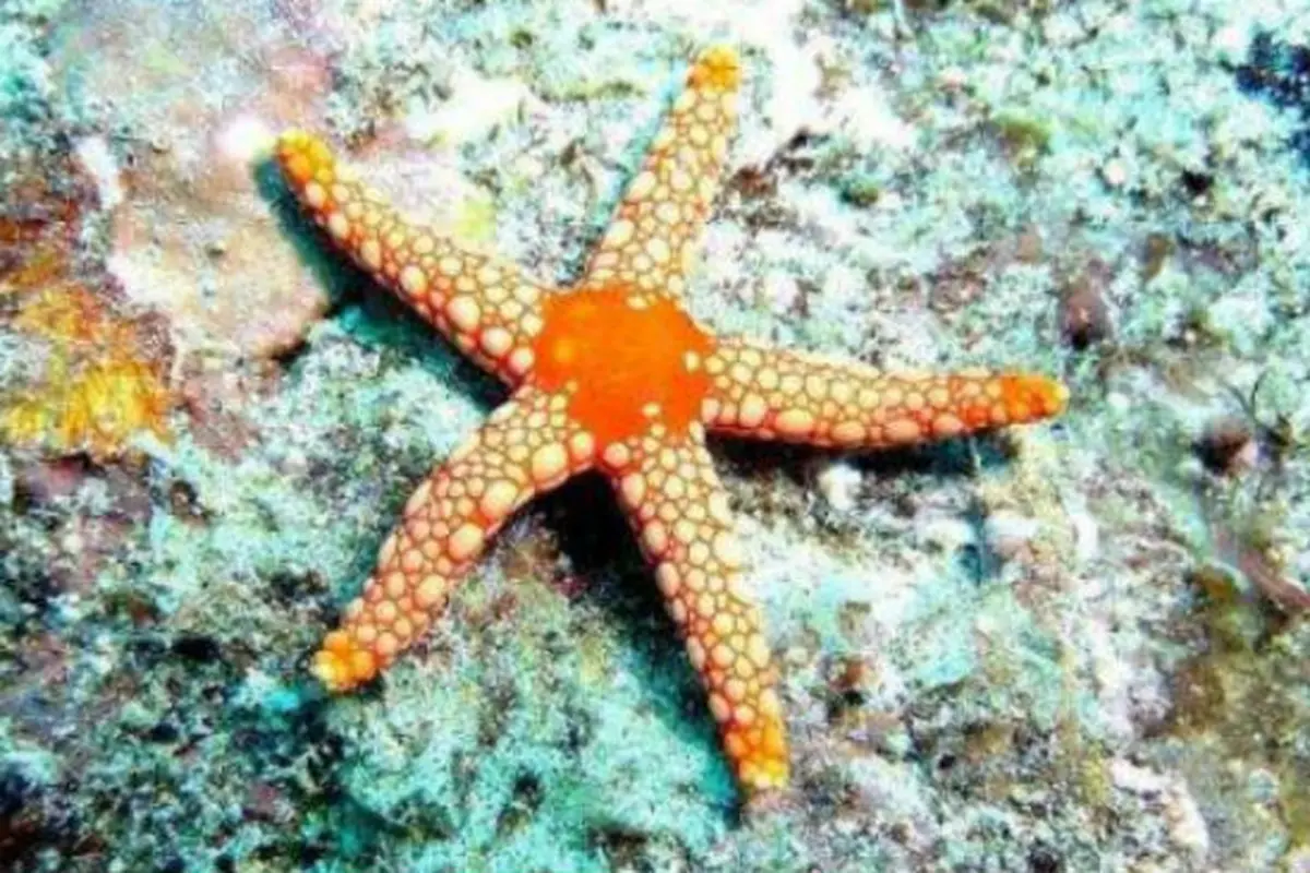 Ilustrasi bintang laut (Wikimedia Commons)