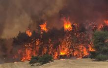 Israel 'Dilumat Api Neraka', Dua Hari Kebakaran Hutan Makin Menggila