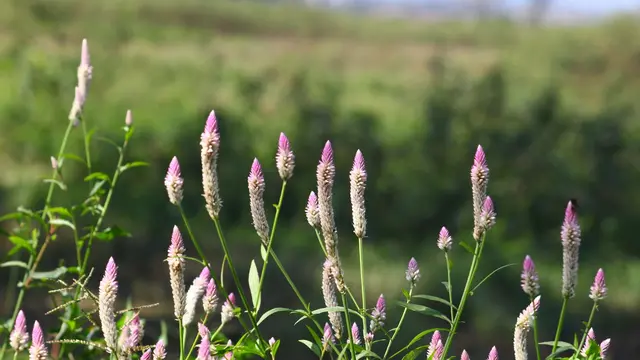Jengger Ayam (Celosia argentea)