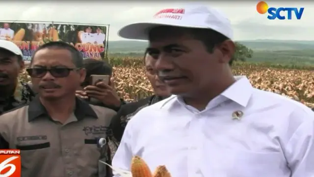Mentan menargetkan Indonesia bisa mengekspor 500 ton jagung, mengingat hasil panen di sejumlah daerah tergolong surplus.