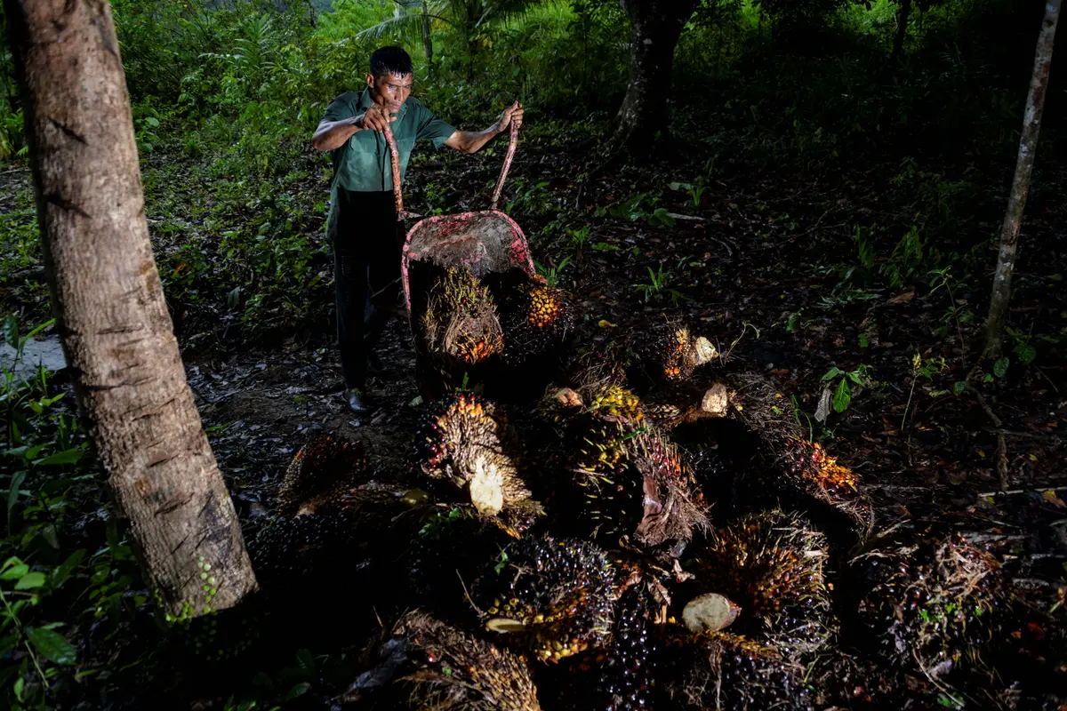Potret Pekerja Perkebunan Kelapa Sawit di Aceh