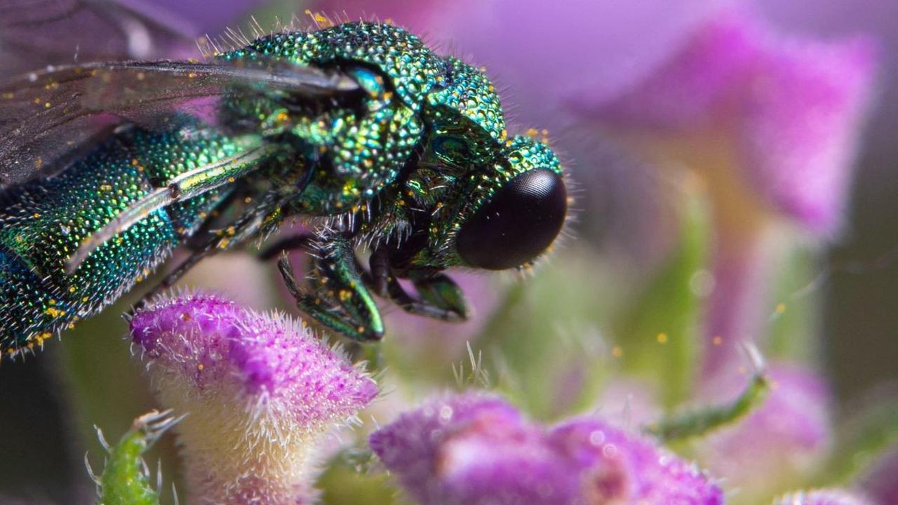 Cuckoo Wasps (Chrysididae)