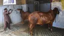 Seorang pria mencuci sapi untuk pelanggan di tempat cucian mobil di Karachi, Pakistan, Rabu (14/7/2021). Tempat pencucian mobil itu justru ramai didatangani para pemilik hewan kurban yang meminta sapi ataupun kambing mereka dimandikan dengan saksama menjelang Idul Adha. (Rizwan TABASSUM / AFP)