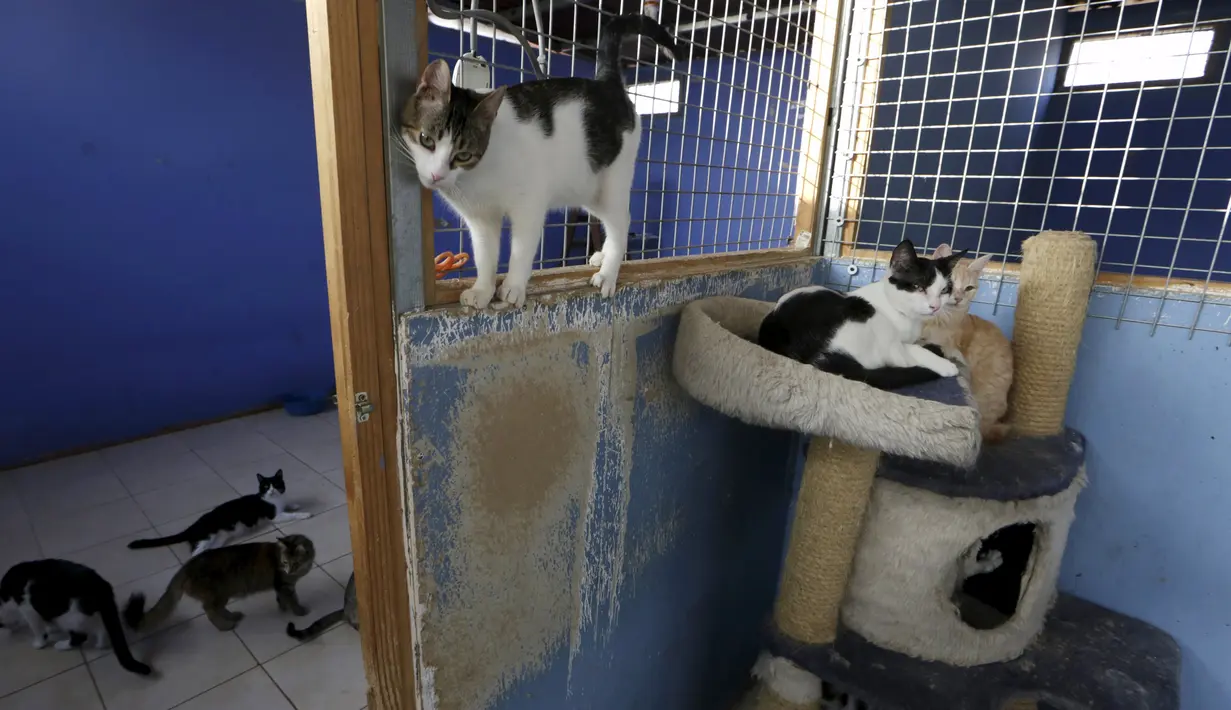 Sejumlah Kucing bersantai di sebuah penampungan, Lima, Peru (4/8/2015). Inga dibantu teman-temannya menampung sekitar 50 ekor kucing liar. (Reuters/Mariana Bazo)