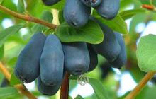 Honey berry, si imut bergizi yang bakal geser popularitas goji berry