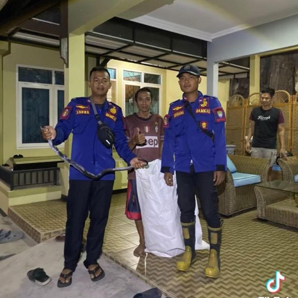 Viral Momen Damkar Bantu Evakuasi Ular Kobra di Rumah Warga, Dramatis