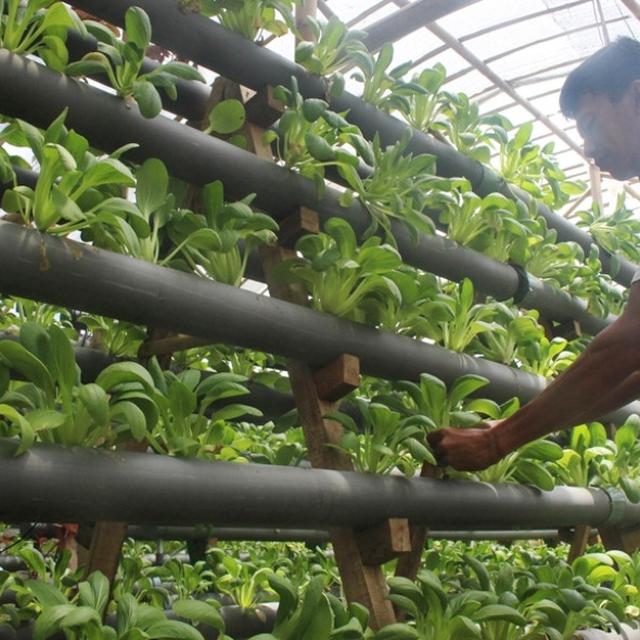 Sayur Hidroponik Makin Marak Di Bali Regional Liputan6 Com