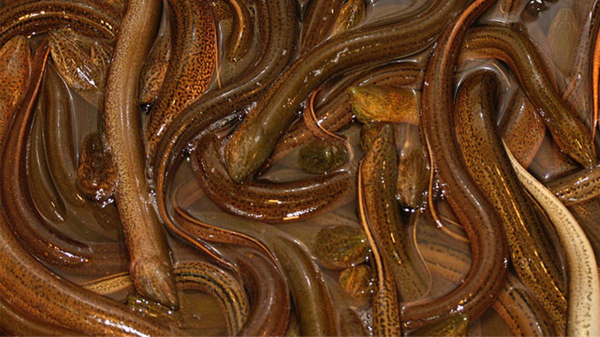 7 Cara Membuat Belut Cepat Besar dalam 2–3 Bulan untuk Budidaya Rumahan