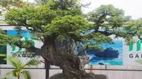 Salah satu pohon bonsai juara yang kerap dipertandingkan dalam berbagai even bonsai tingkat nasional. (Liputan6.com/Jayadi Supriadin)